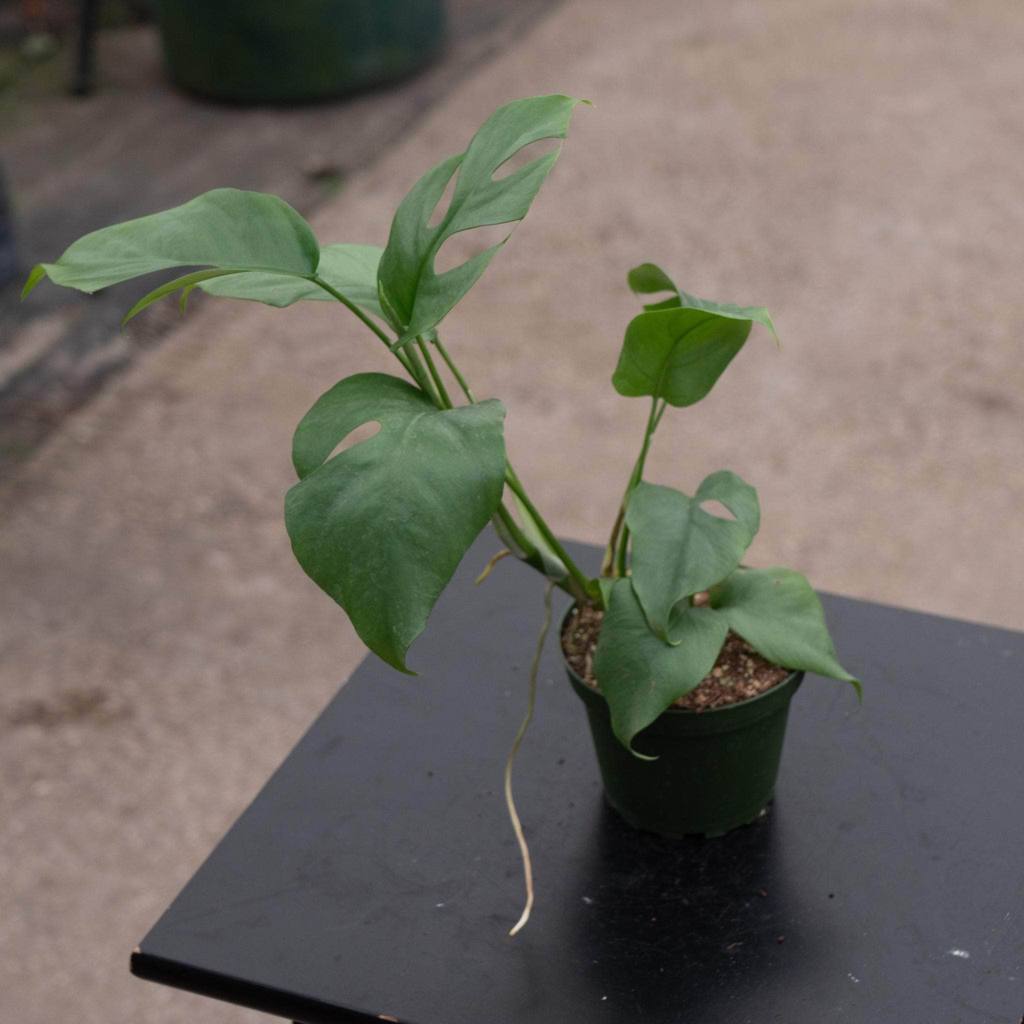 Gabriella Plants Rhaphidophora tetrasperma