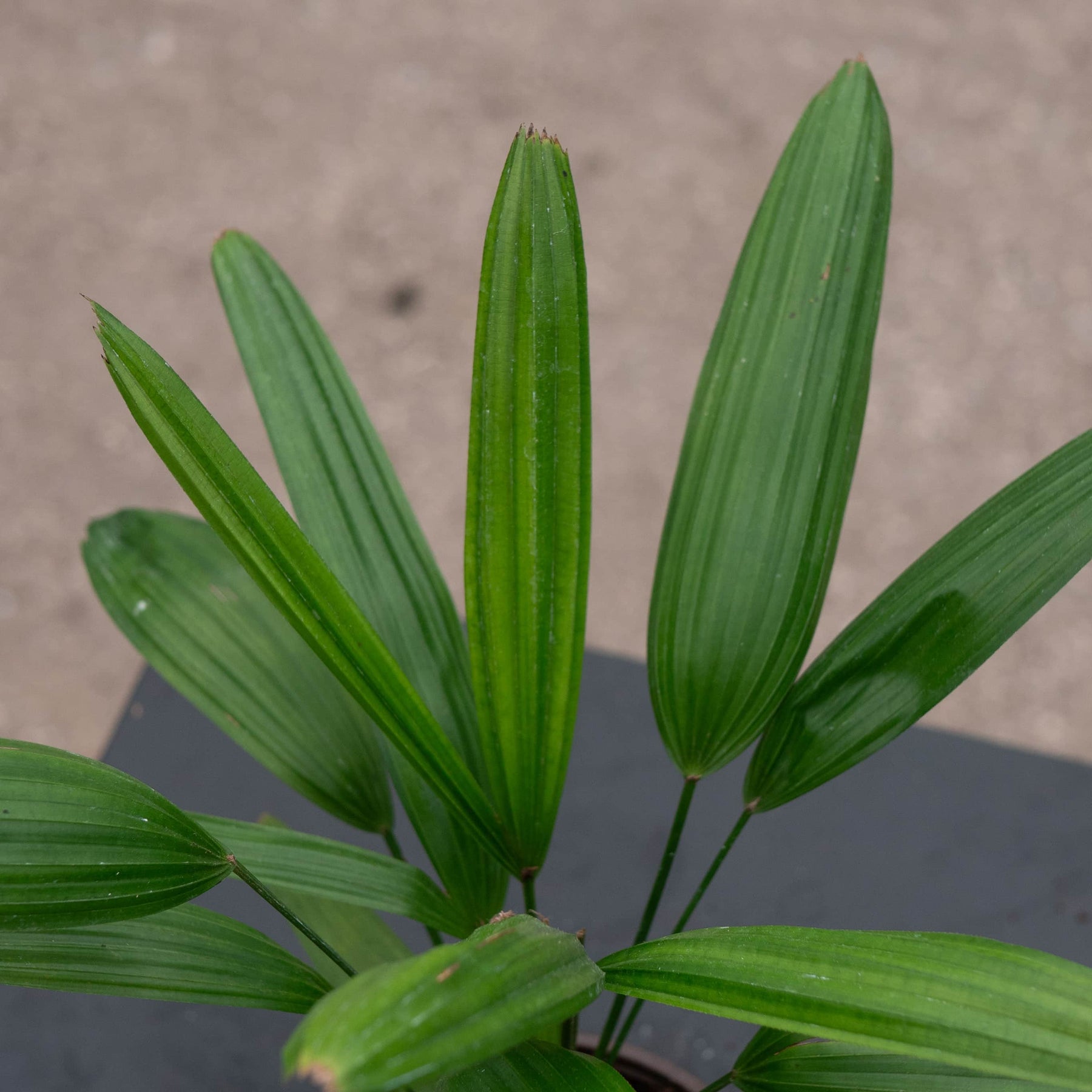 lady palm plants Rhapis excelsa "Lady Palm"