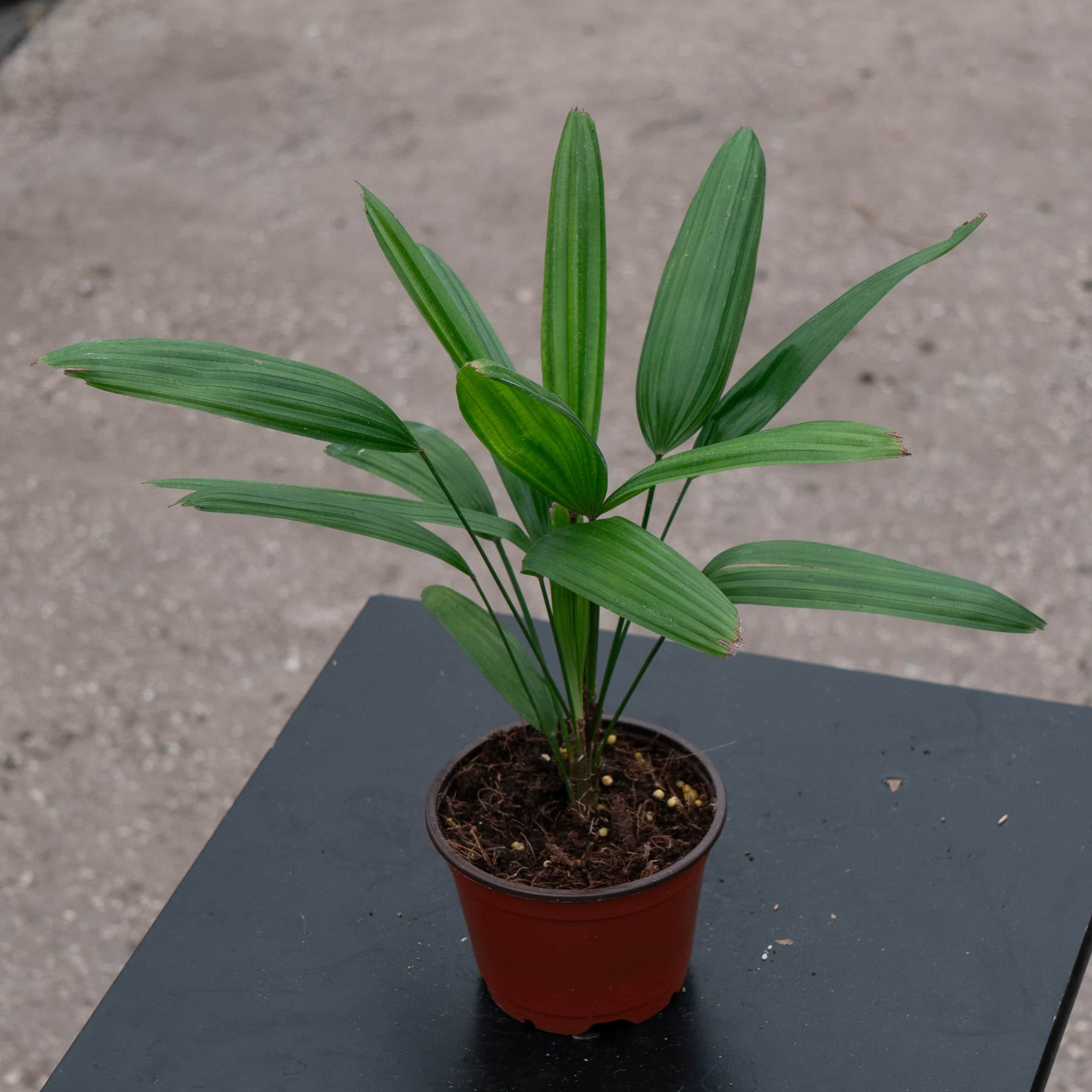 Rhapis excelsa 