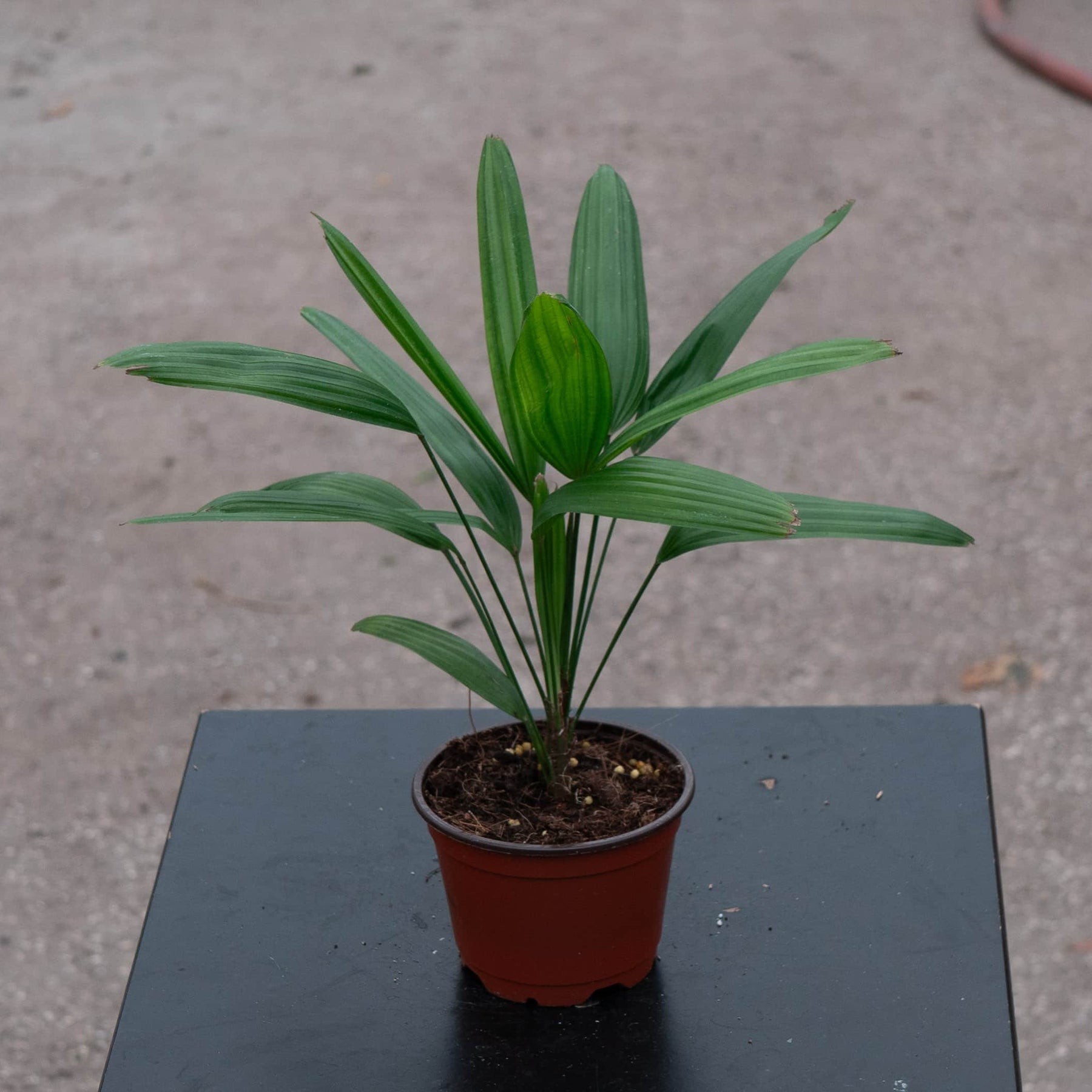 rhapis excelsa indoor plant Rhapis excelsa "Lady Palm"