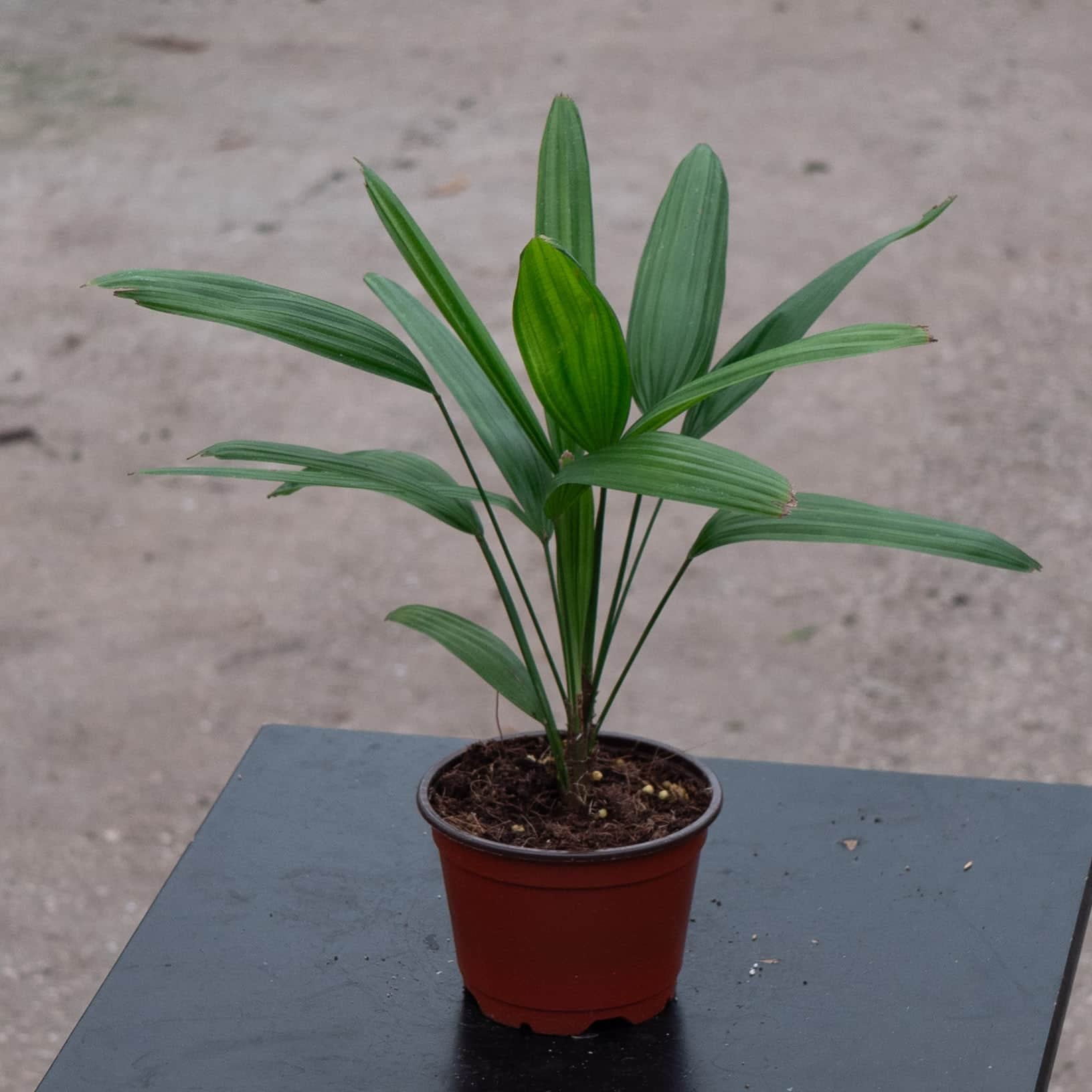 rhapis palm plant Rhapis excelsa "Lady Palm"