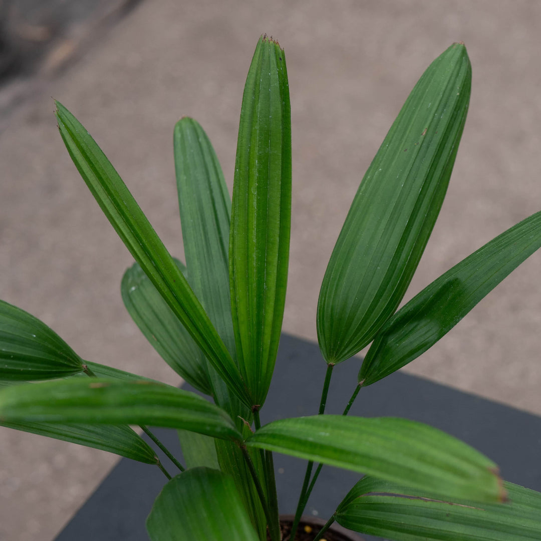 rhapis palm plant Rhapis excelsa "Lady Palm"