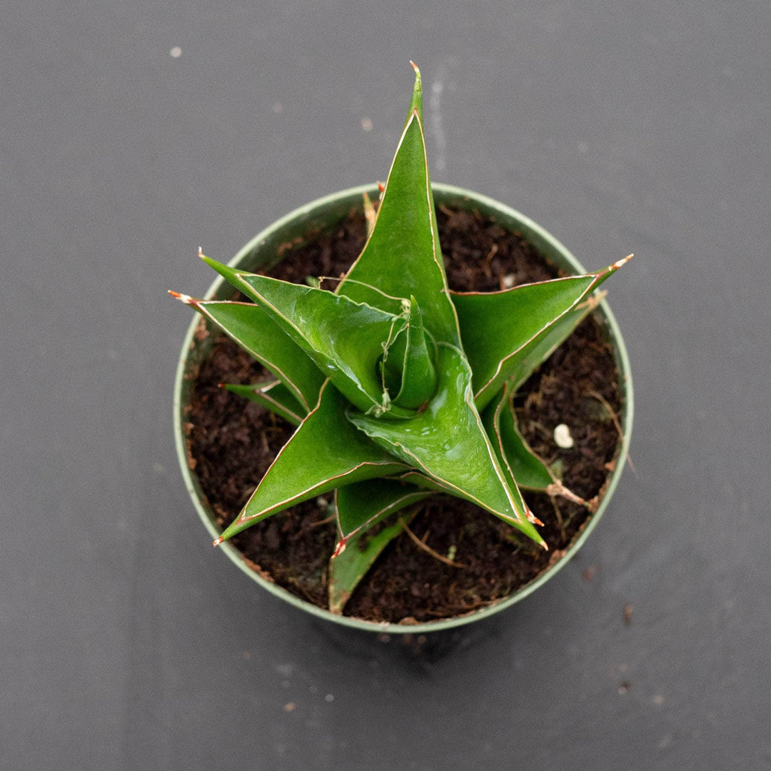sansevieria ayo crown Sansevieria 'Abbey Crown'
