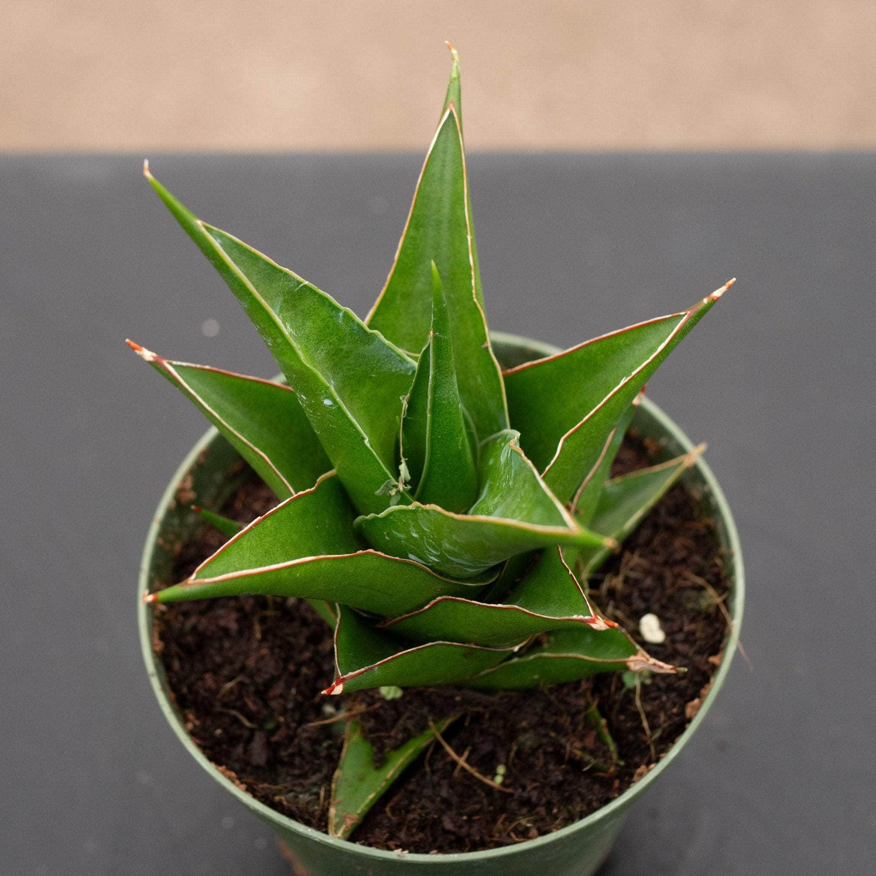 sansevieria crown Sansevieria 'Abbey Crown'