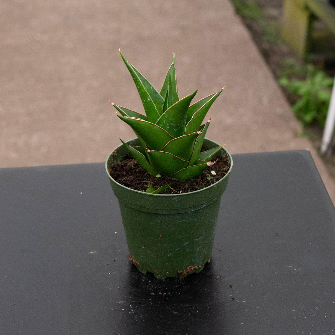 sansevieria aloe vera Sansevieria 'Abbey Crown'