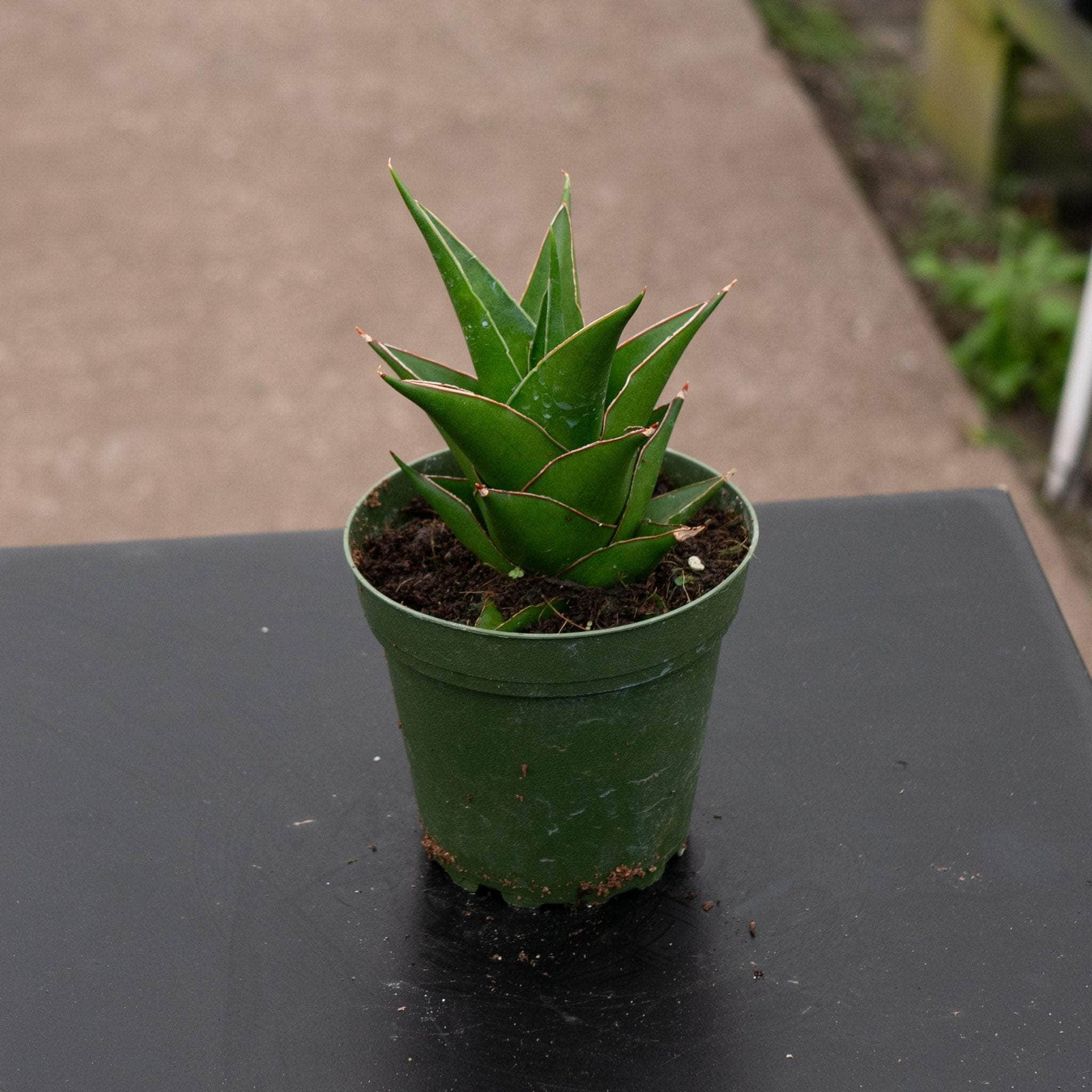 sansevieria ayo crown Sansevieria 'Abbey Crown'