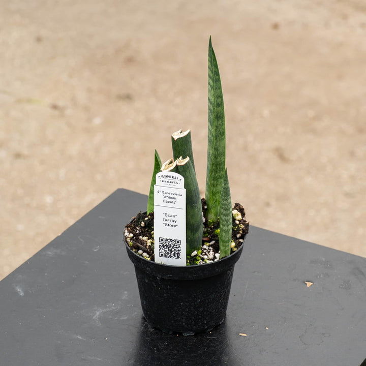Gabriella Plants Sansevieria 4" Sansevieria ‘African Spears’