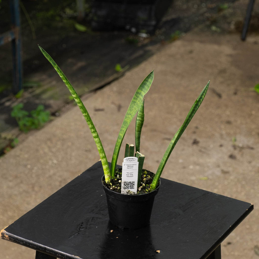 Gabriella Plants Sansevieria 4" Sansevieria ‘African Spears’