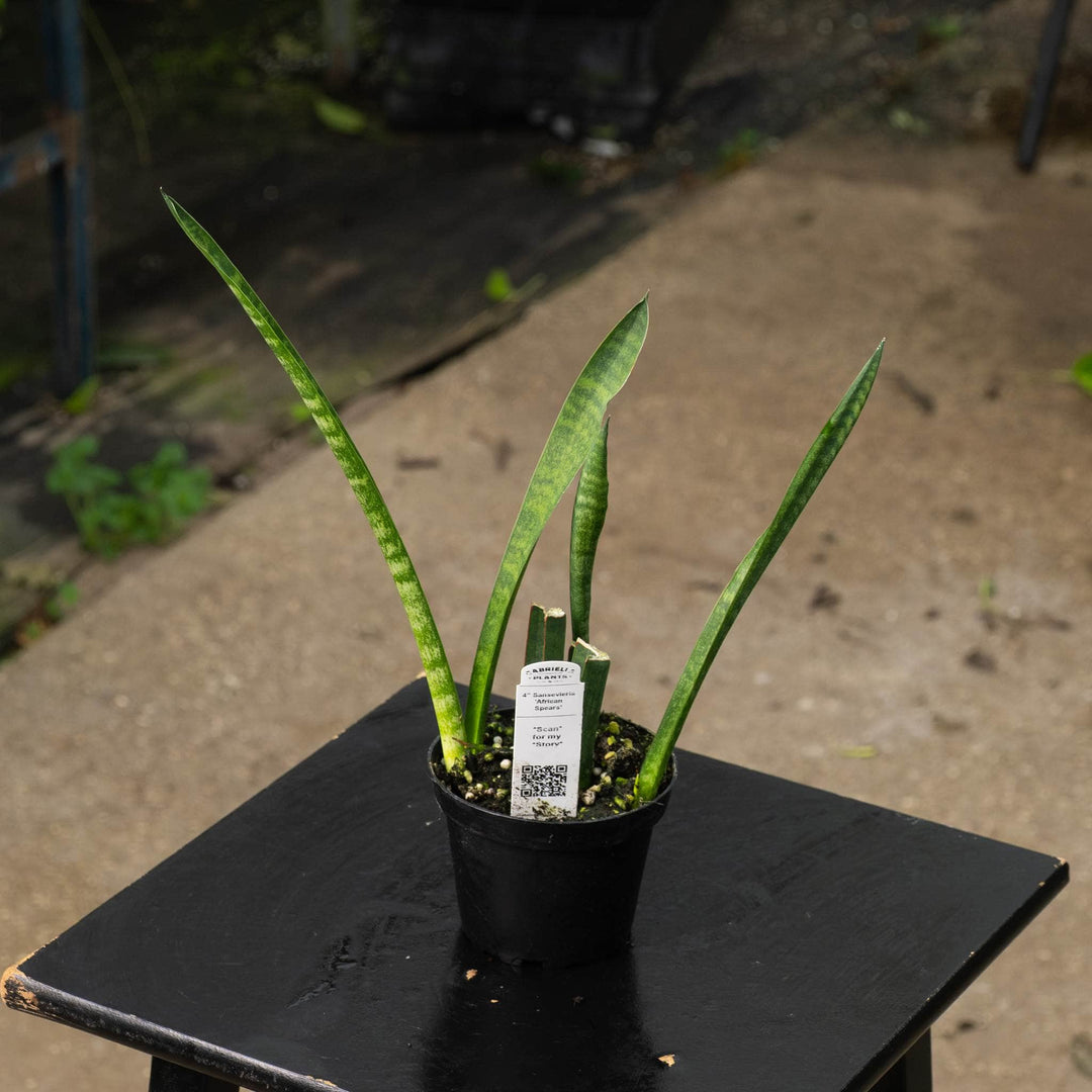 Gabriella Plants Sansevieria 4" Sansevieria ‘African Spears’