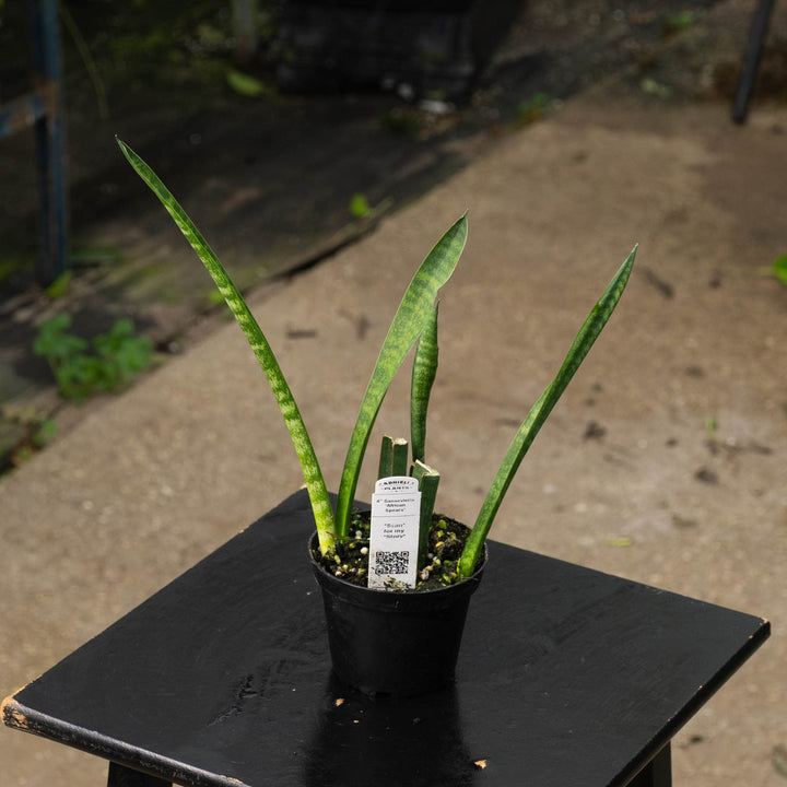 Gabriella Plants Sansevieria 4" Sansevieria ‘African Spears’