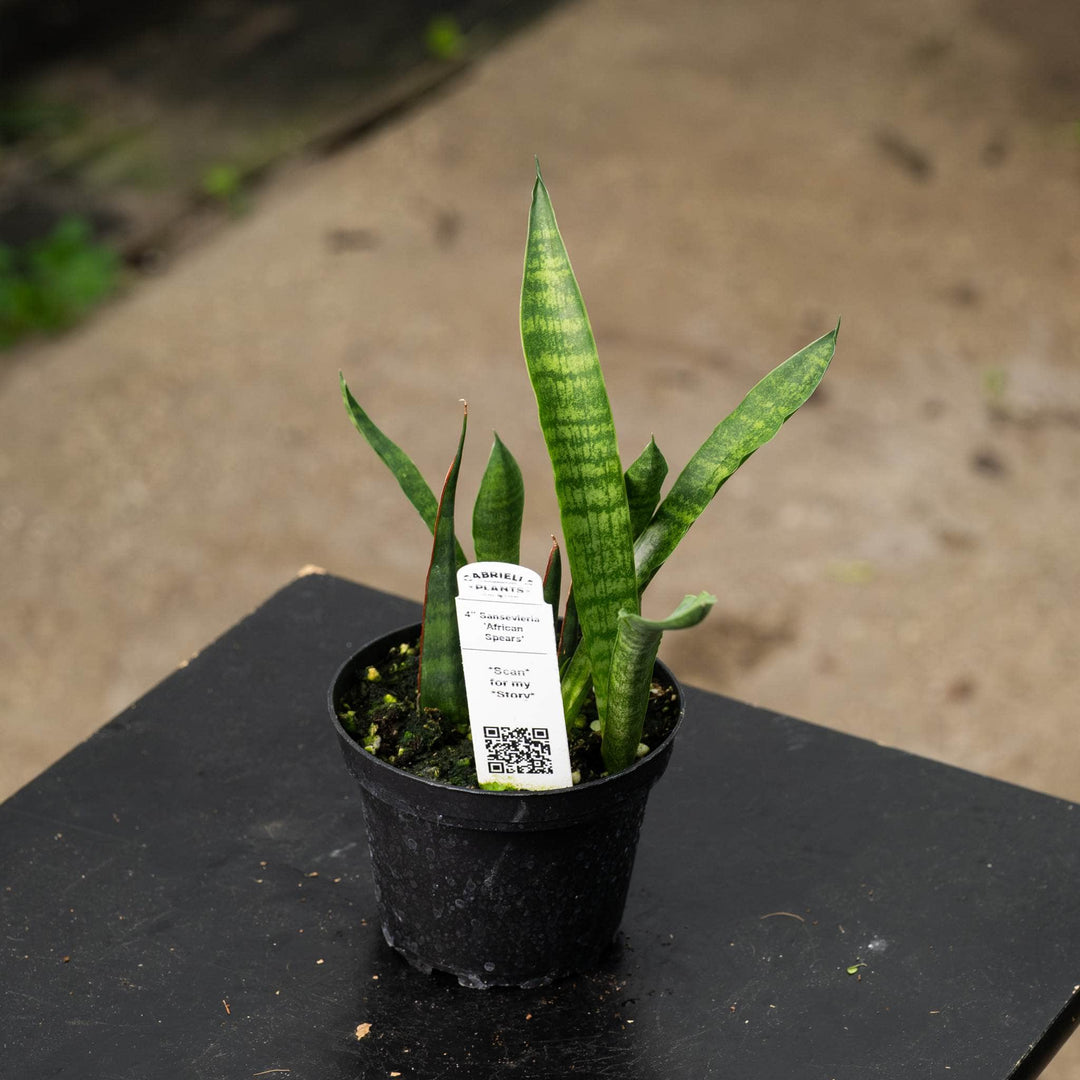 Gabriella Plants Sansevieria 4" Sansevieria ‘African Spears’