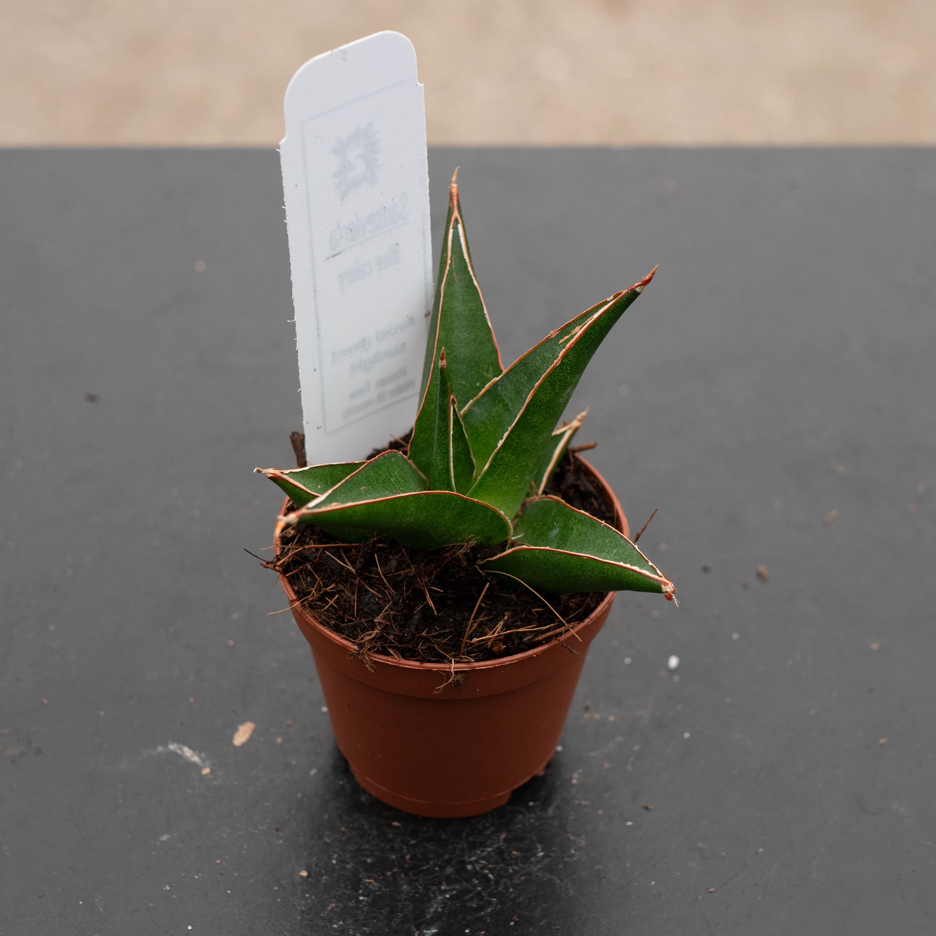 buy sansevieria online Sansevieria 'Blue Celery'