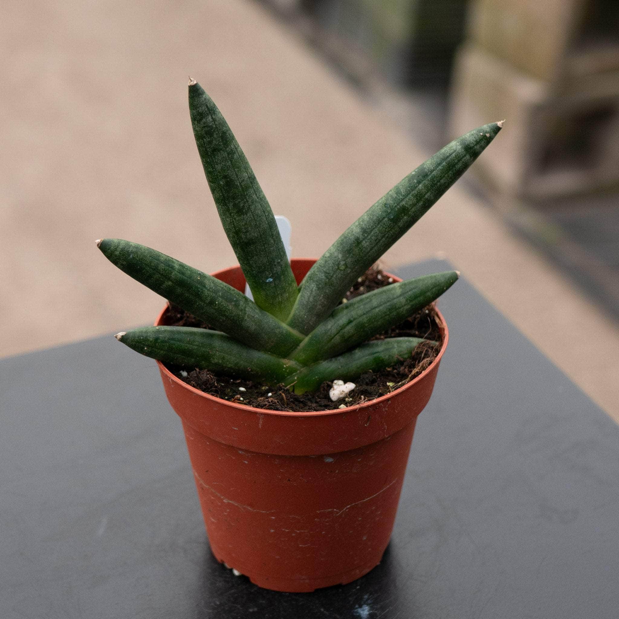 sansevieria boncellensis Sansevieria boncellensis