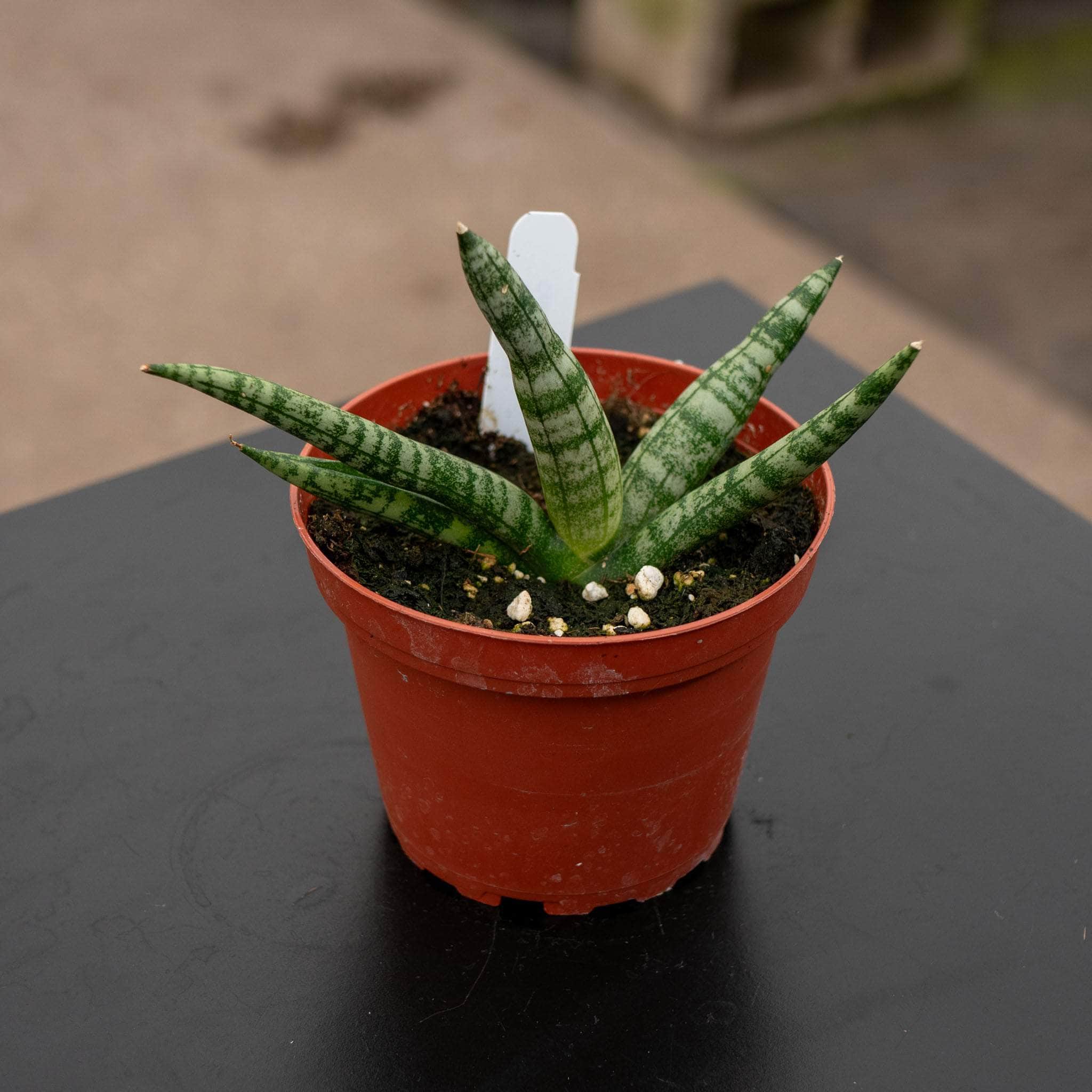 potbound starfish snake plant Sansevieria boncellensis 'Starfish'
