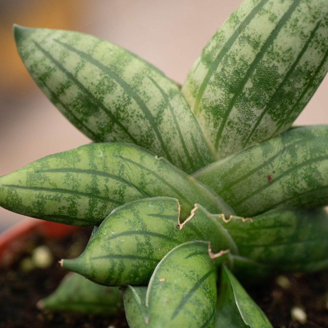 boncel sansevieria Sansevieria 'Bonji'