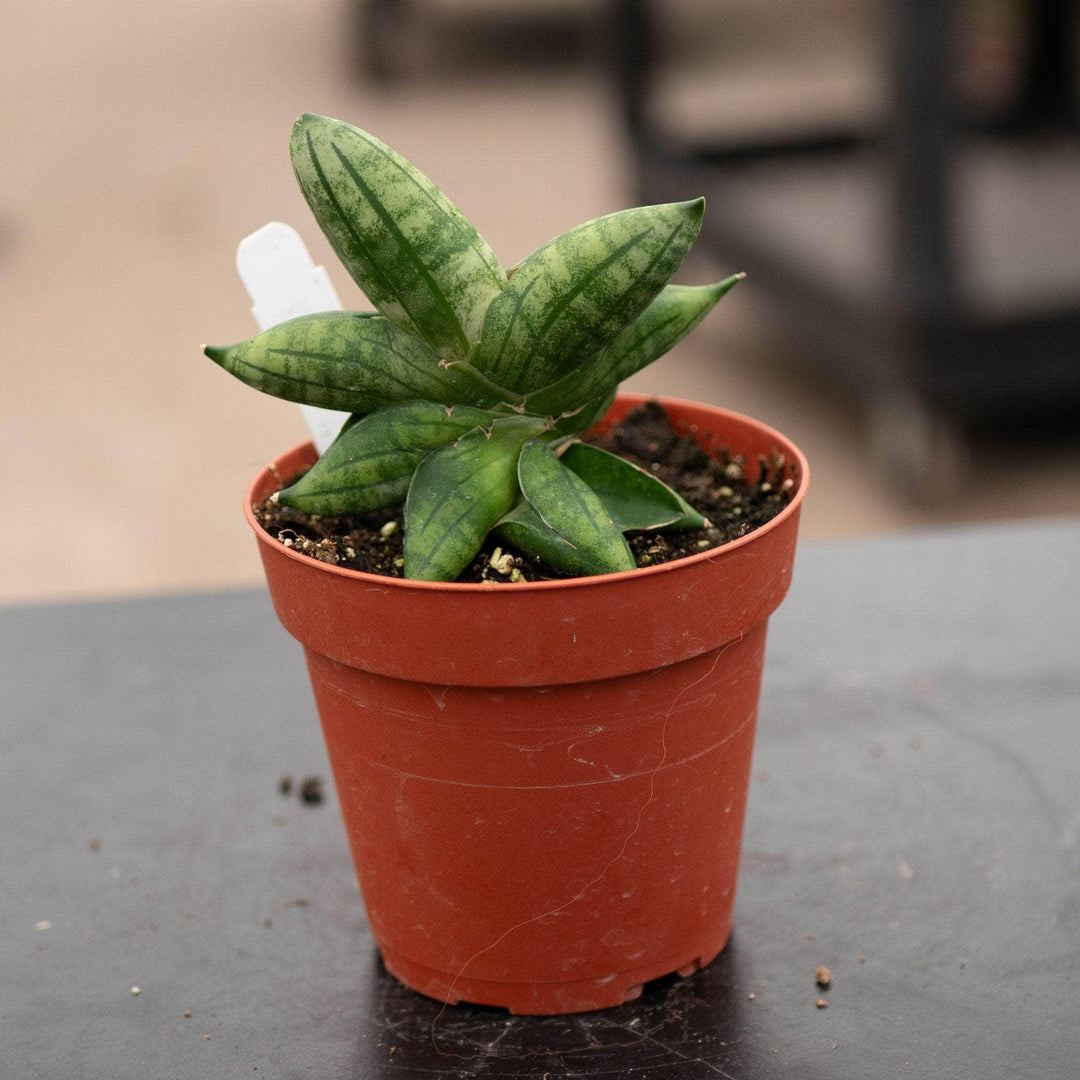 sansevieria boncellensis care Sansevieria 'Bonji'