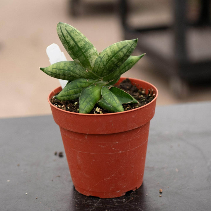 Gabriella Plants Sansevieria Sansevieria 'Bonji'