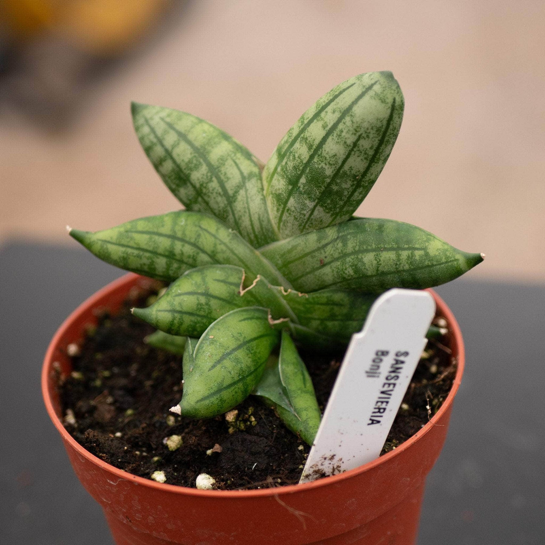 sansevieria cylindrica patula boncel Sansevieria 'Bonji'