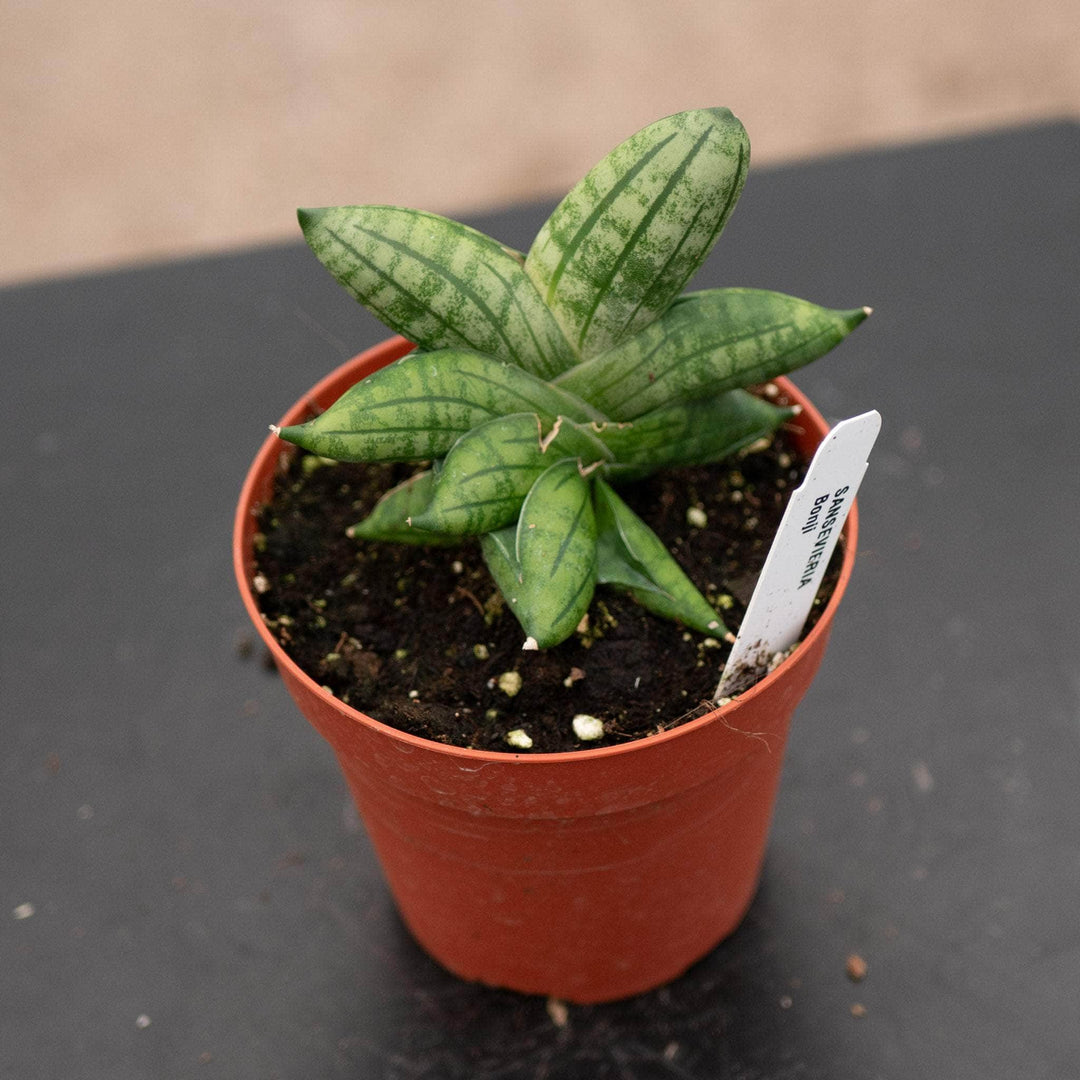 bonsai sansevieria Sansevieria 'Bonji'