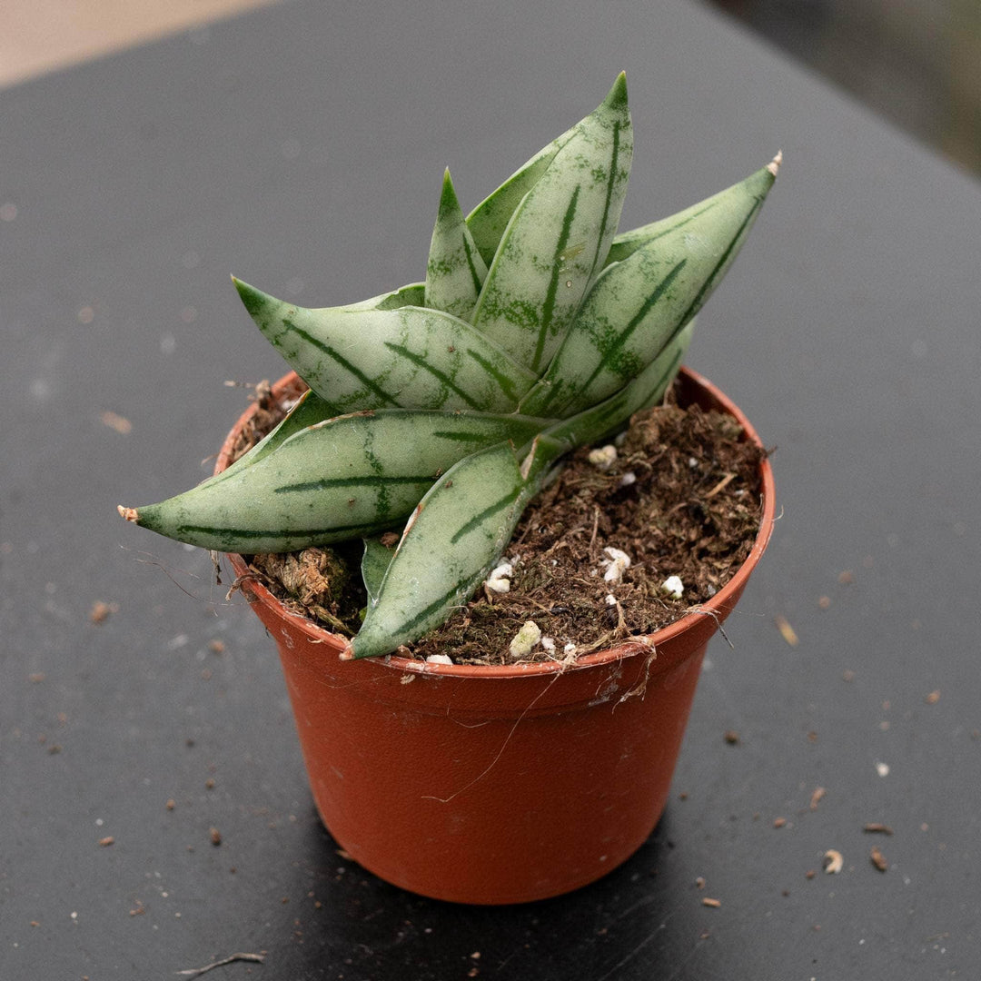 sansevieria boncel Sansevieria 'Bonji'