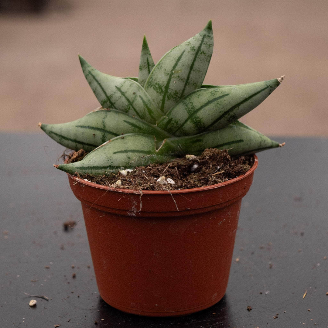 bonsai sansevieria Sansevieria 'Bonji'