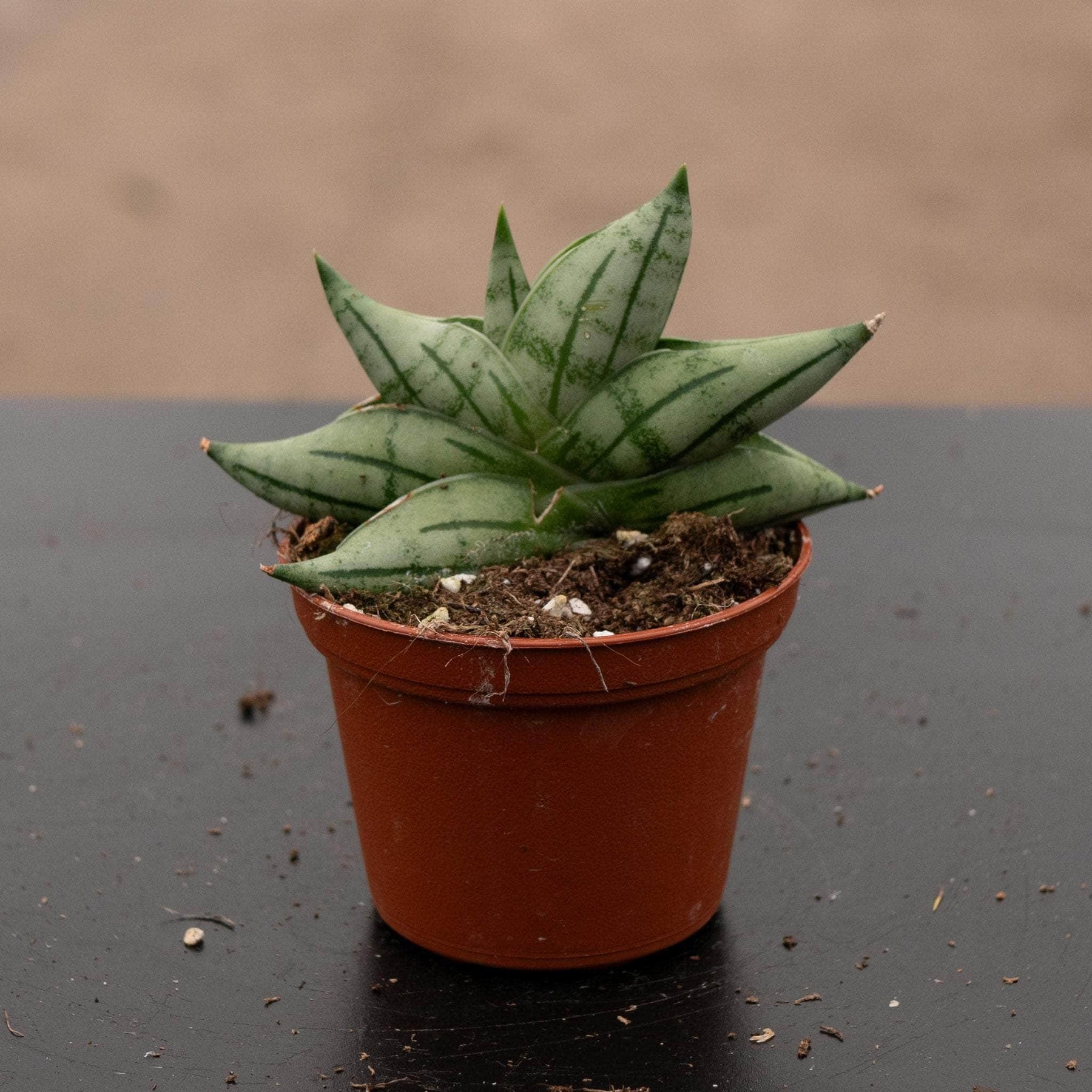 sansevieria boncel care Sansevieria 'Bonji'