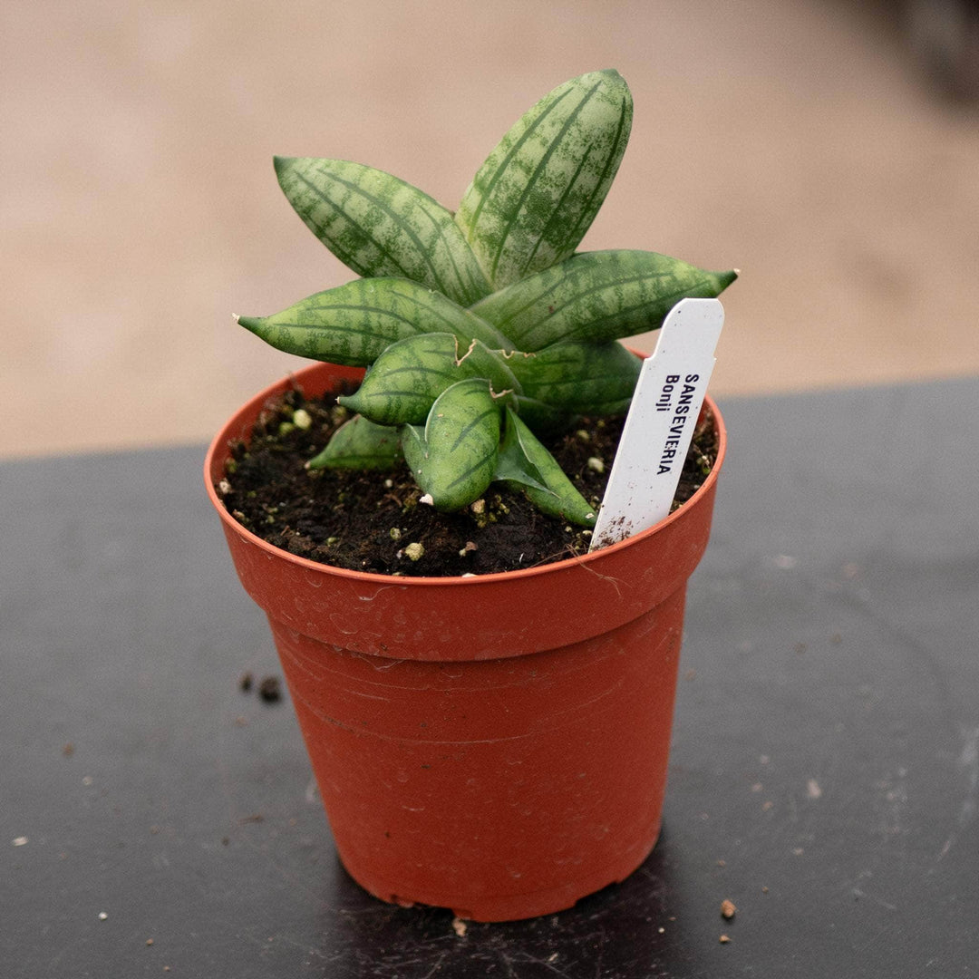 sansevieria boncel flowers Sansevieria 'Bonji'