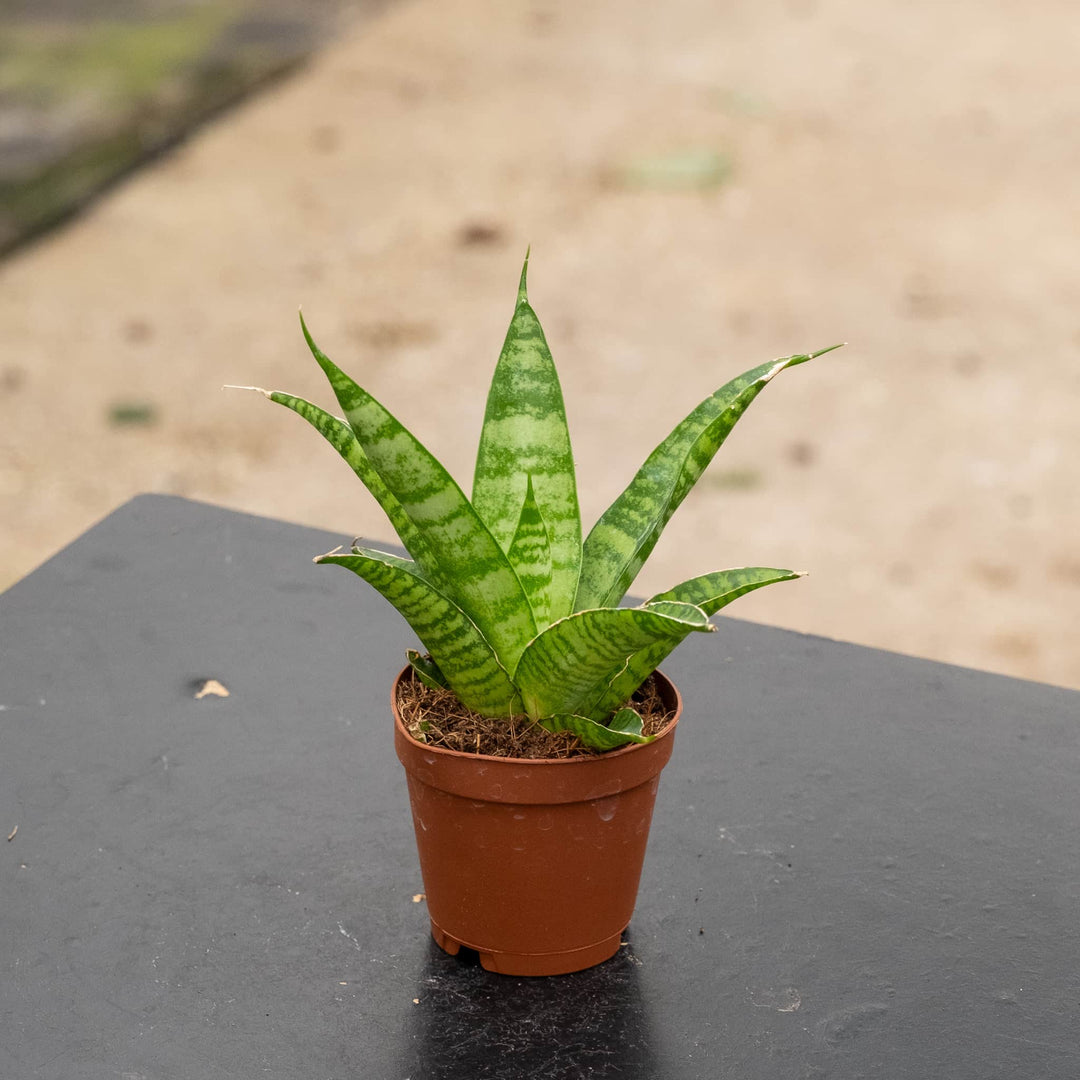 bg regale sansevieria hybrid Sansevieria 'Boogie Woogie'