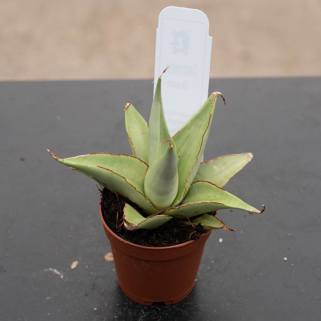 Gabriella Plants Sansevieria Hybrid 2" Sansevieria 'Chanin'