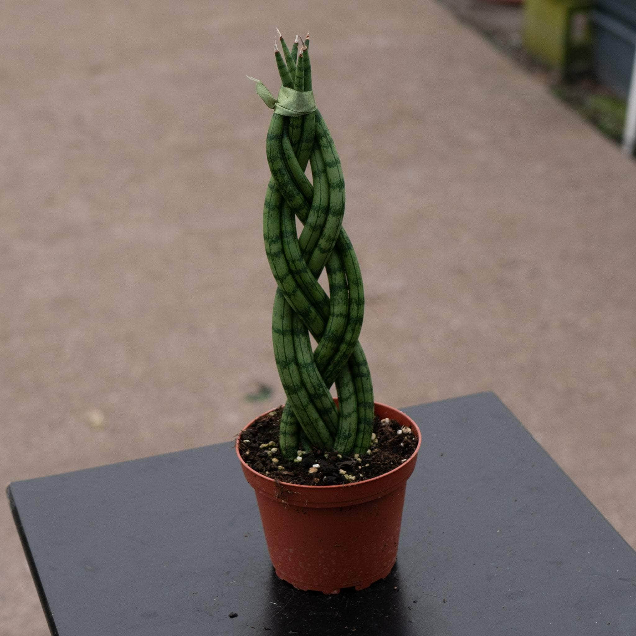sansevieria cylindrica braided Sansevieria cylindrica Braid