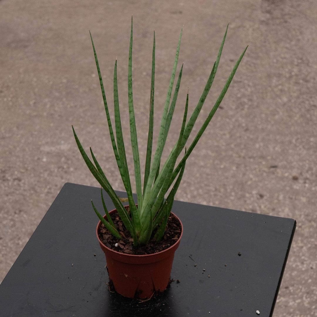Gabriella Plants Sansevieria 4" Sansevieria cylindrica ‘Medusa’