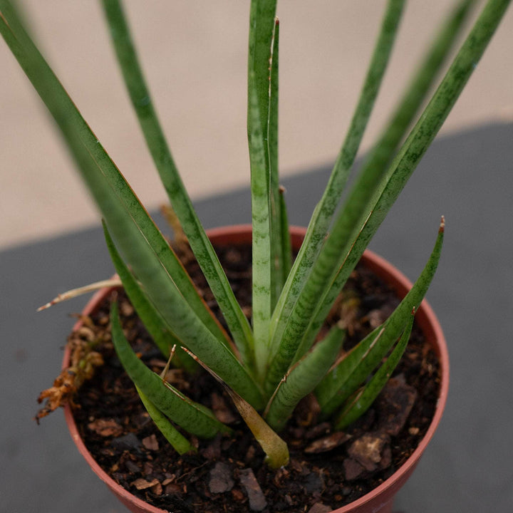 Gabriella Plants Sansevieria 4" Sansevieria cylindrica ‘Medusa’