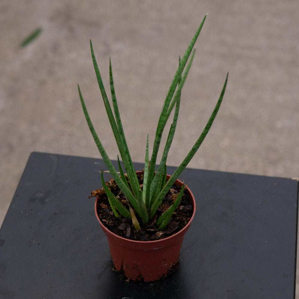 Gabriella Plants Sansevieria 4" Sansevieria cylindrica ‘Medusa’