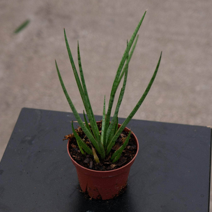 Gabriella Plants Sansevieria 4" Sansevieria cylindrica ‘Medusa’