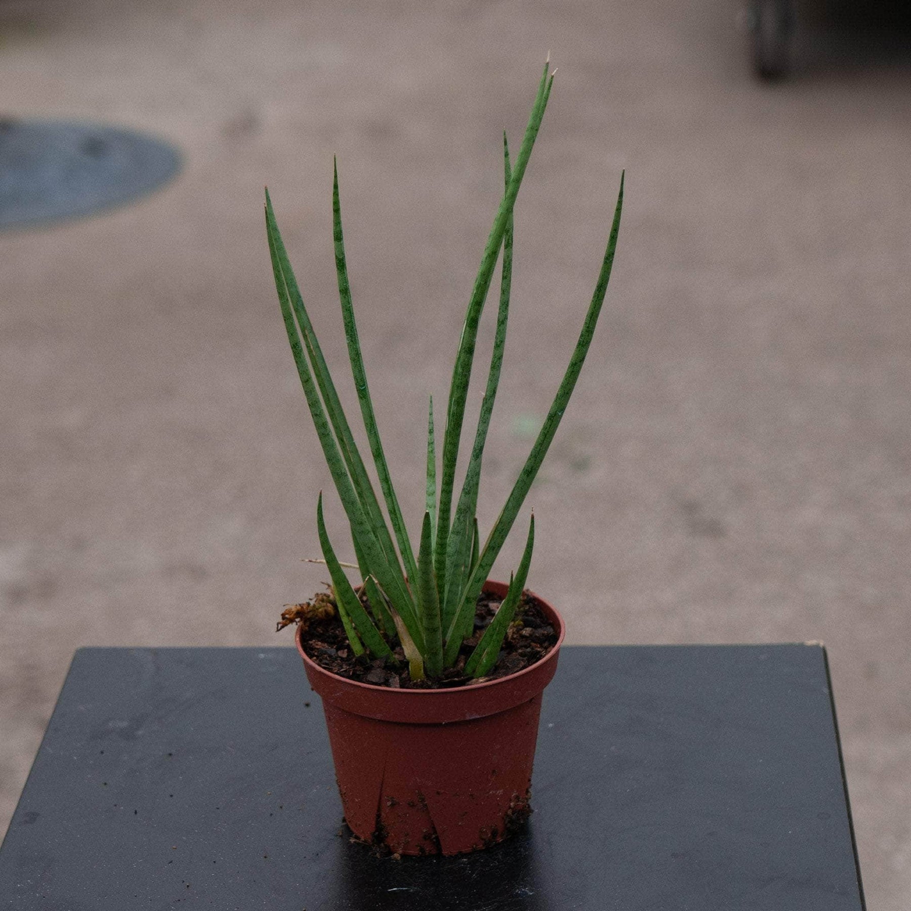 sansevieria cylindrica medusa Sansevieria cylindrica 'Medusa'