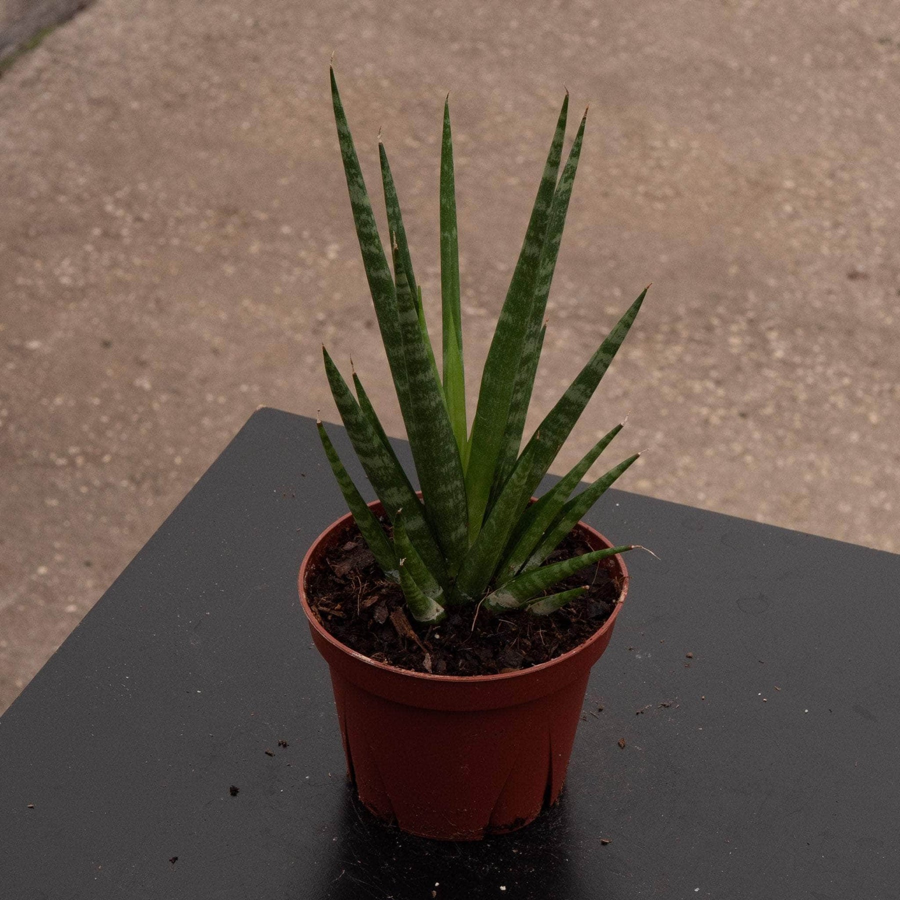 sansevieria queen Sansevieria 'Dancing Queen'
