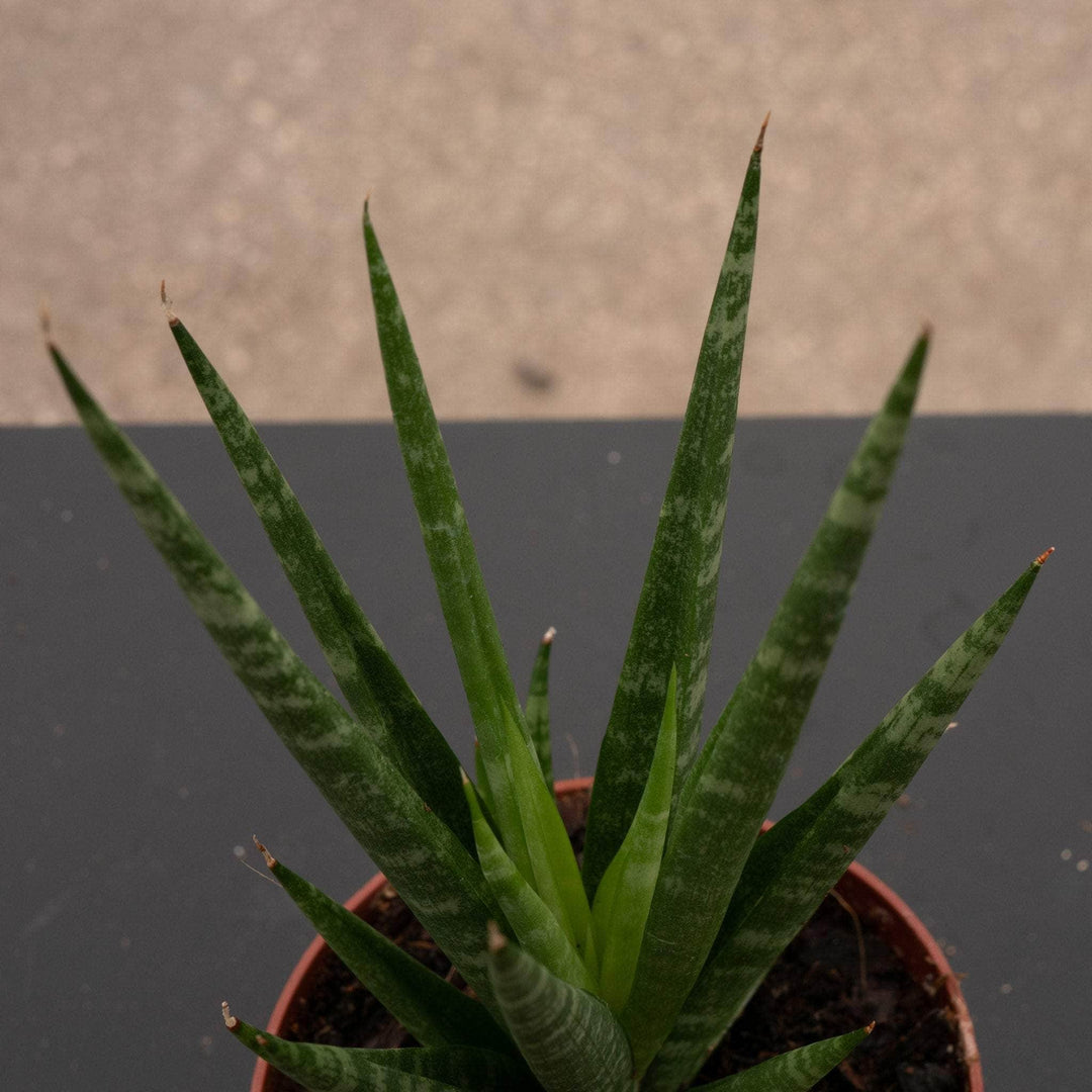 sansevieria queen Sansevieria 'Dancing Queen'