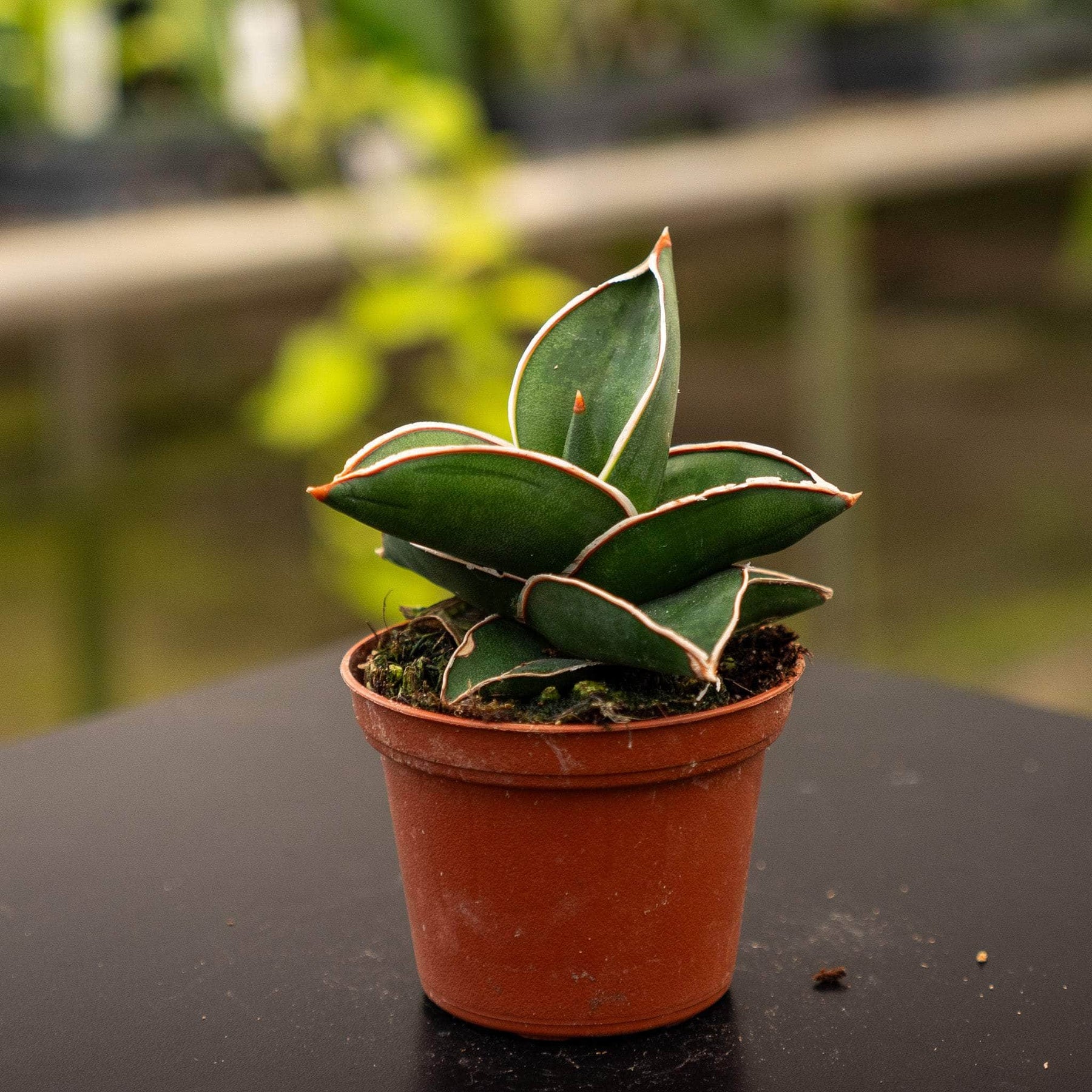 sansevieria ehrenbergii banana Sansevieria ehrenbergii 'Banana'