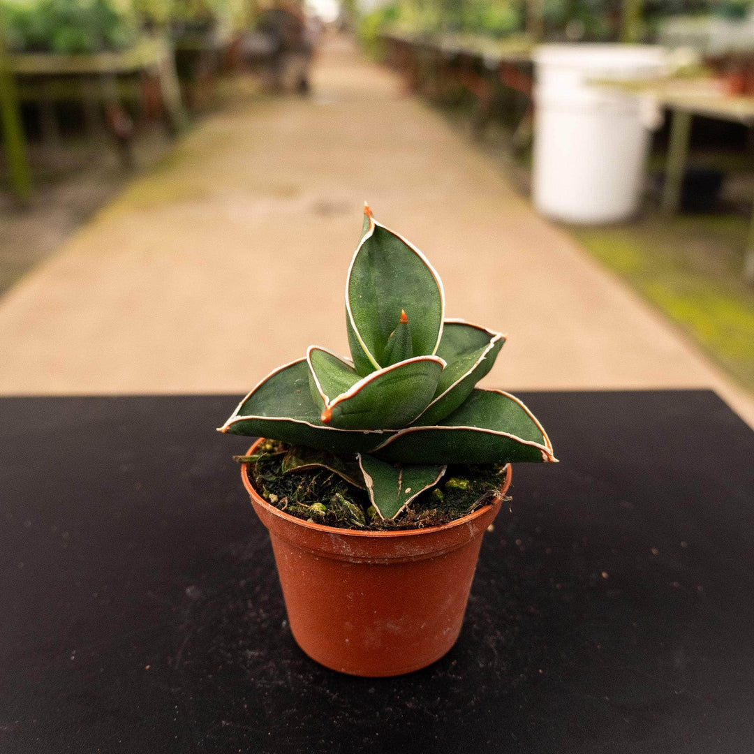 sansevieria ehrenbergii varieties Sansevieria ehrenbergii 'Banana'