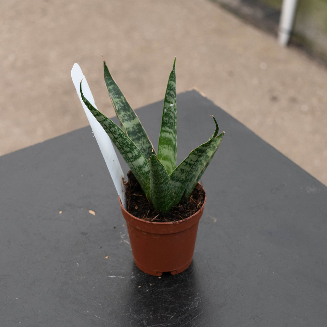 sansevieria hybrid Sansevieria 'Ehrendel'