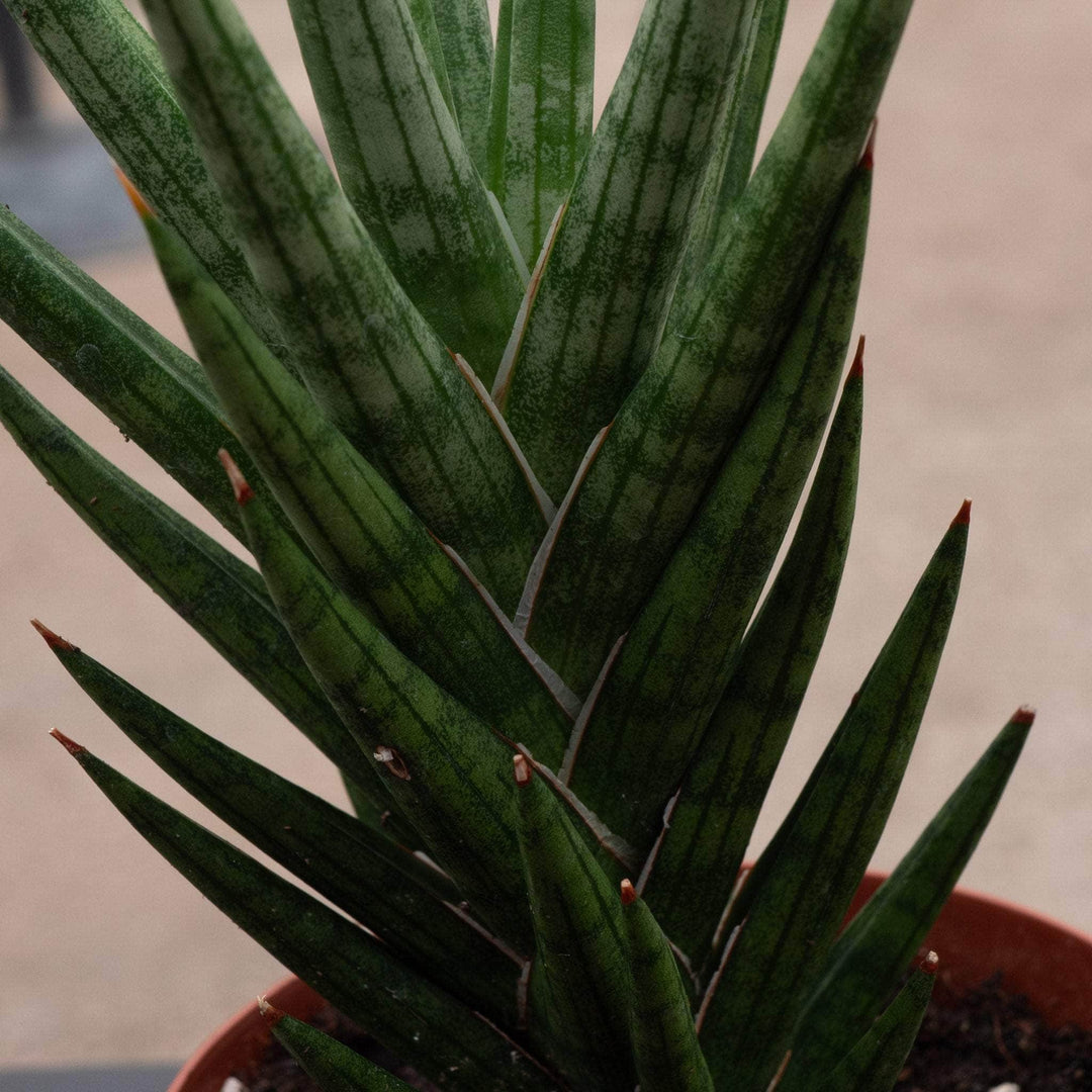 sansevieria francisii spiky Sansevieria Francis