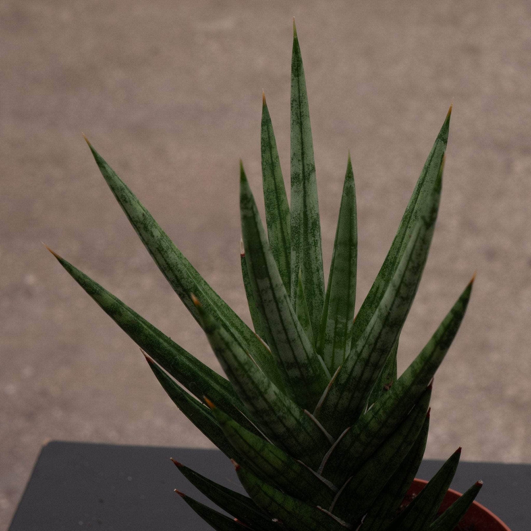 francisii sansevieria Sansevieria Francis