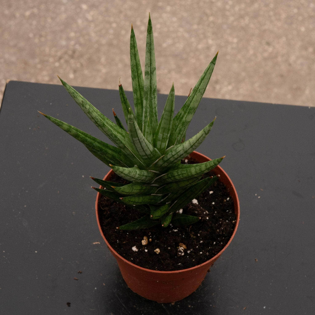 sansevieria francisii flower Sansevieria Francis
