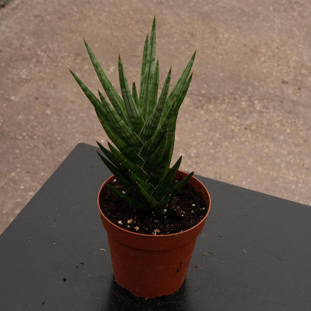 sansevieria pineapple Sansevieria Francis