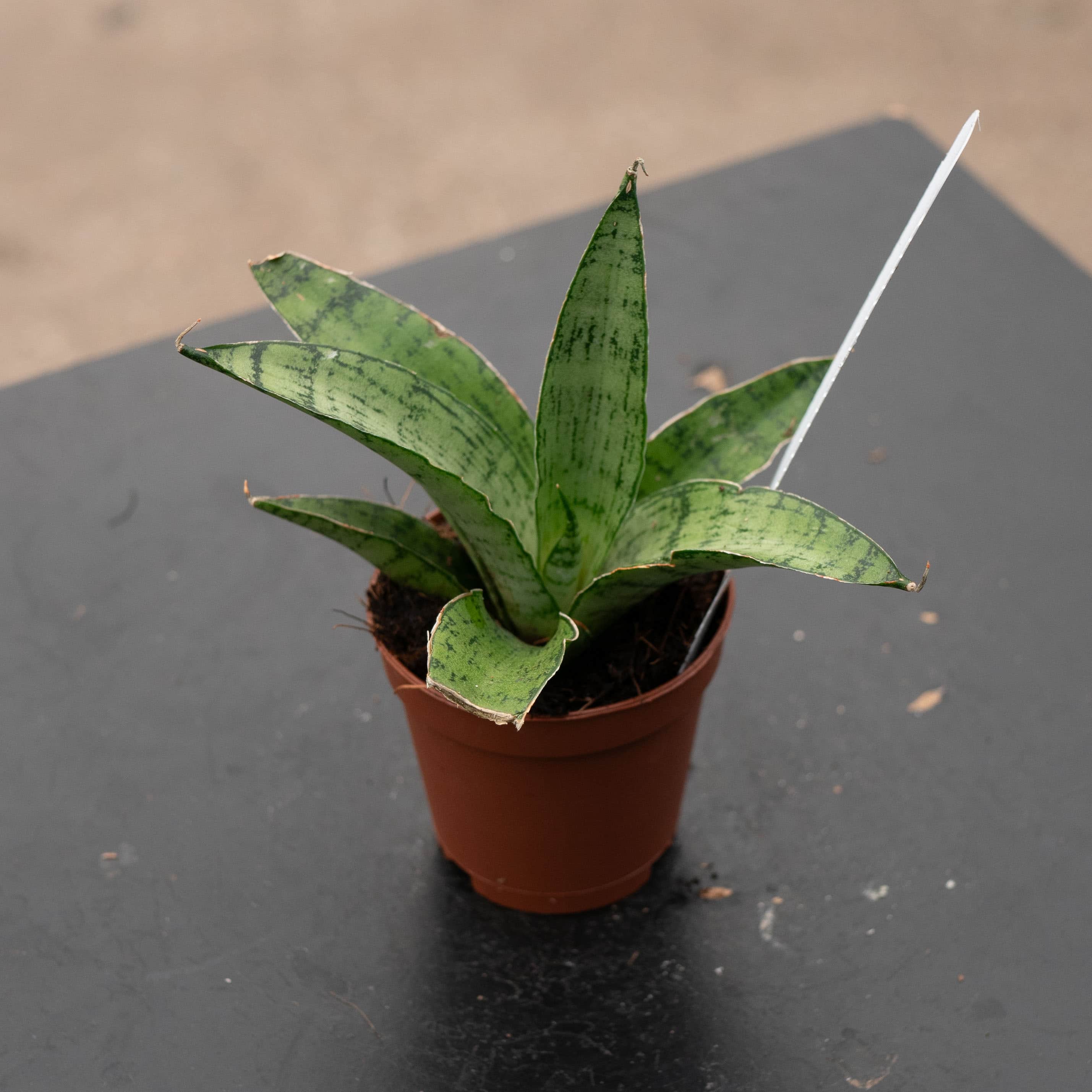 snake plant froze Sansevieria 'Frozen Rose'