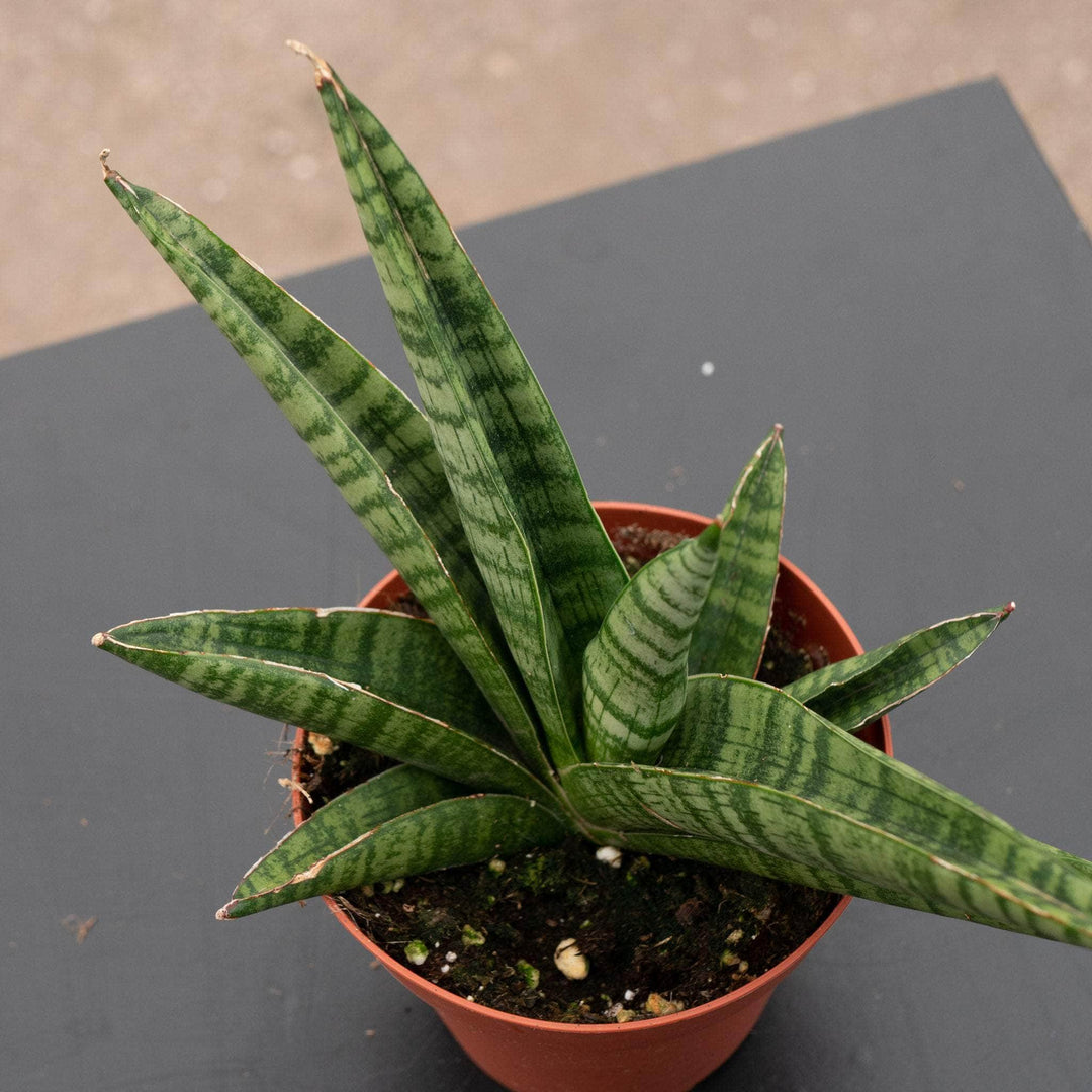 jobii snake plant Sansevieria 'Gojo'