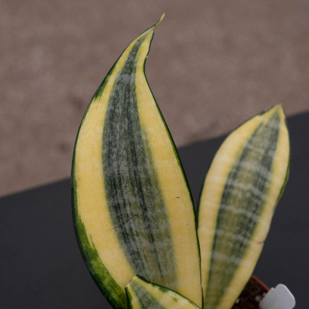 sansevieria gold dust Sansevieria 'Gold Dust'