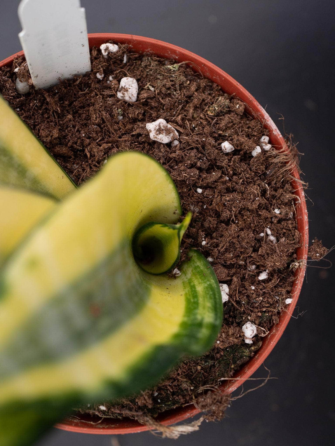 gold dust snake plant Sansevieria 'Gold Dust'
