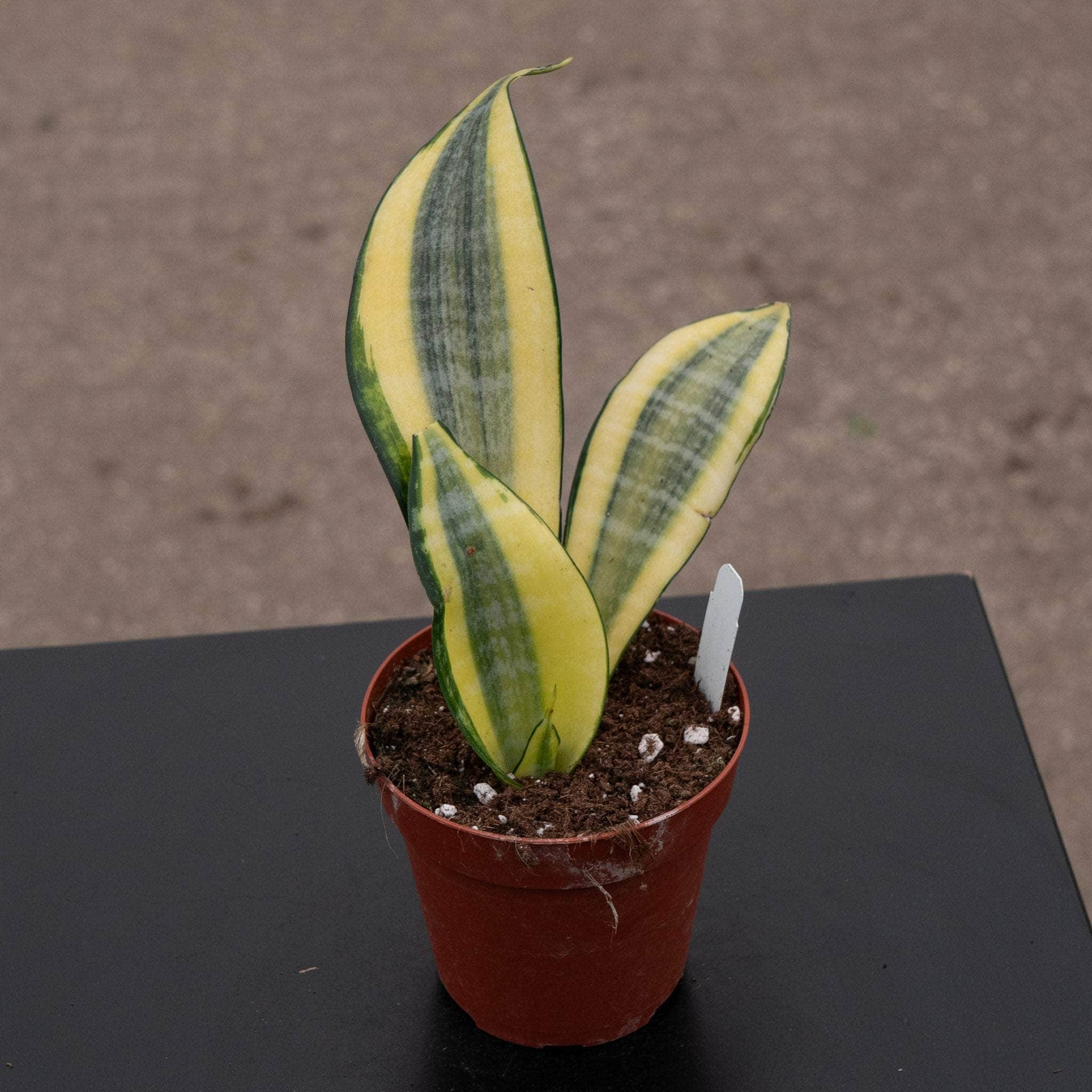 Sansevieria 'Gold Dust'