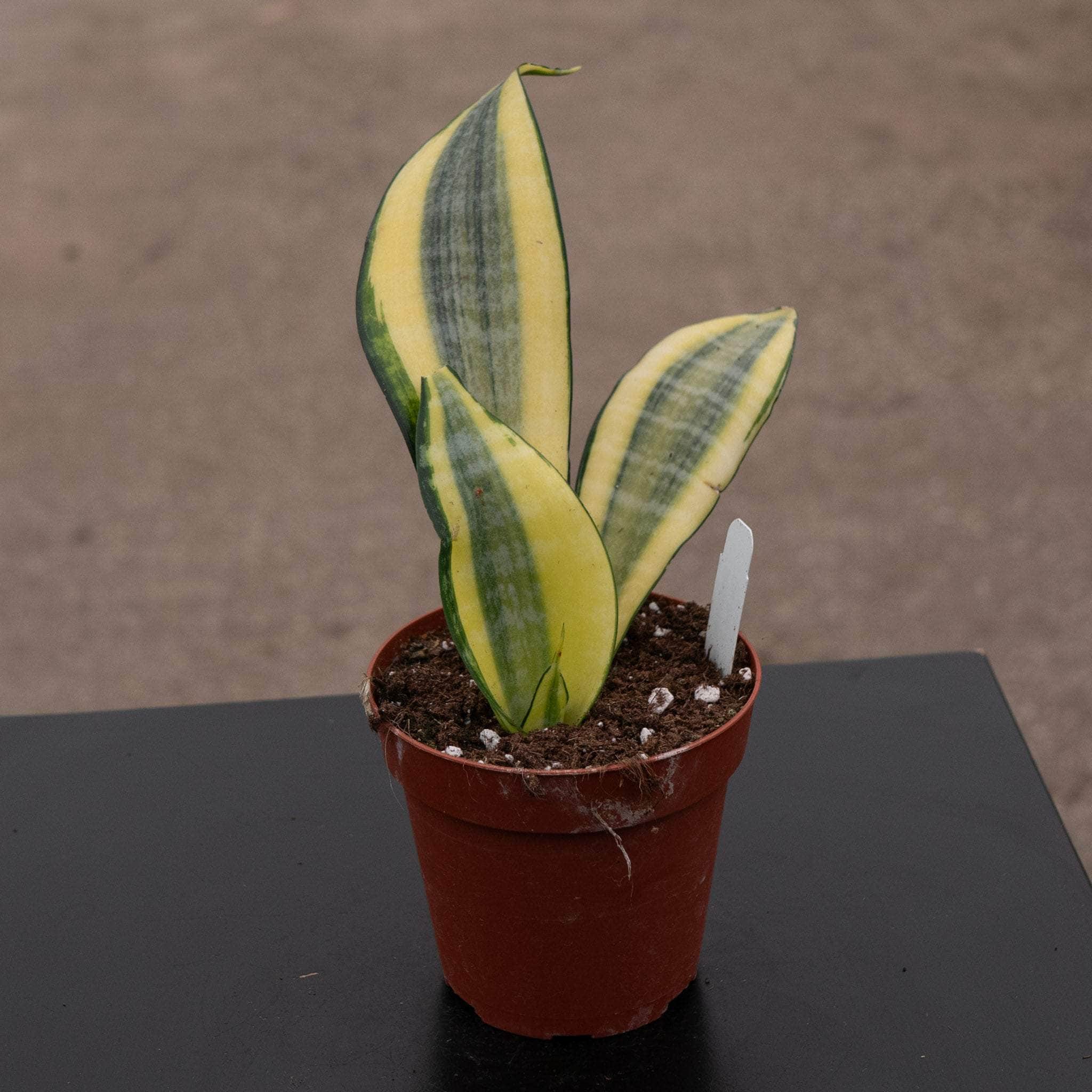 Sansevieria 'Gold Dust' - Gabriella Plants
